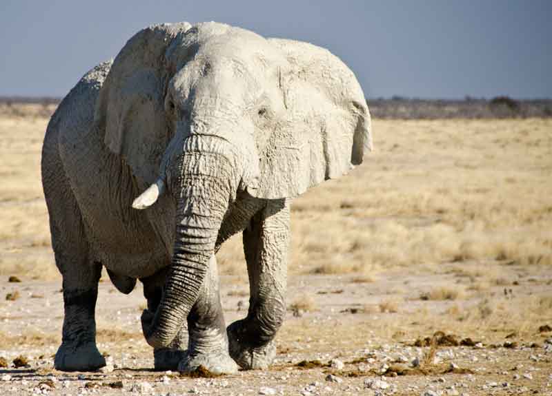 69 - Namibia - elefantes en el barro - parque nacional de Etosha